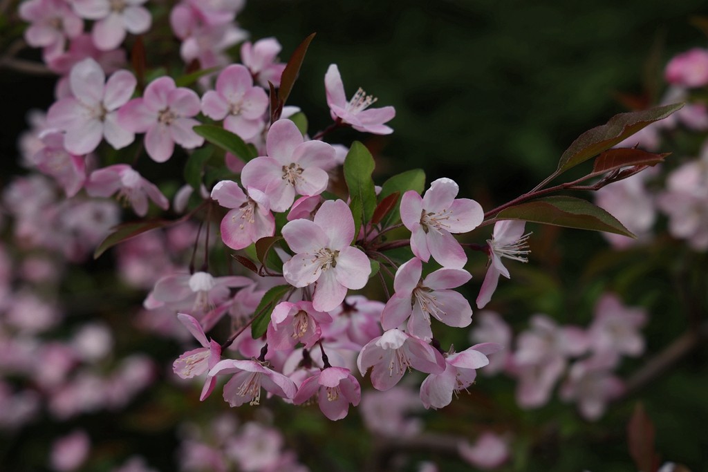 景山，北海，团城的花