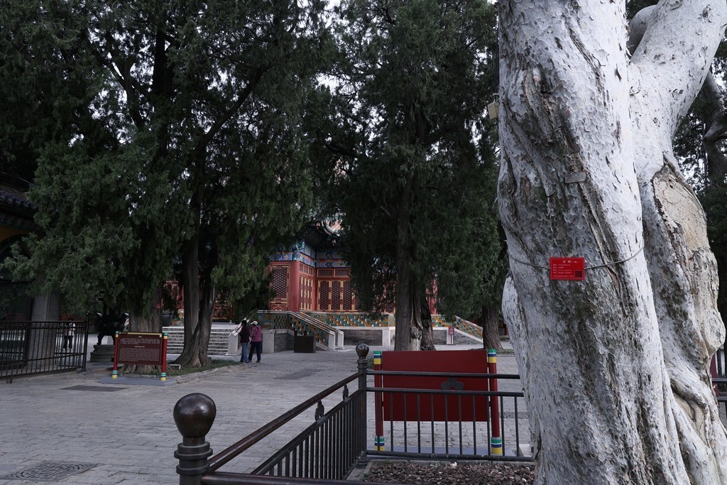 景山，北海，团城的花