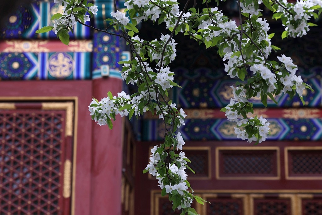 景山，北海，团城的花