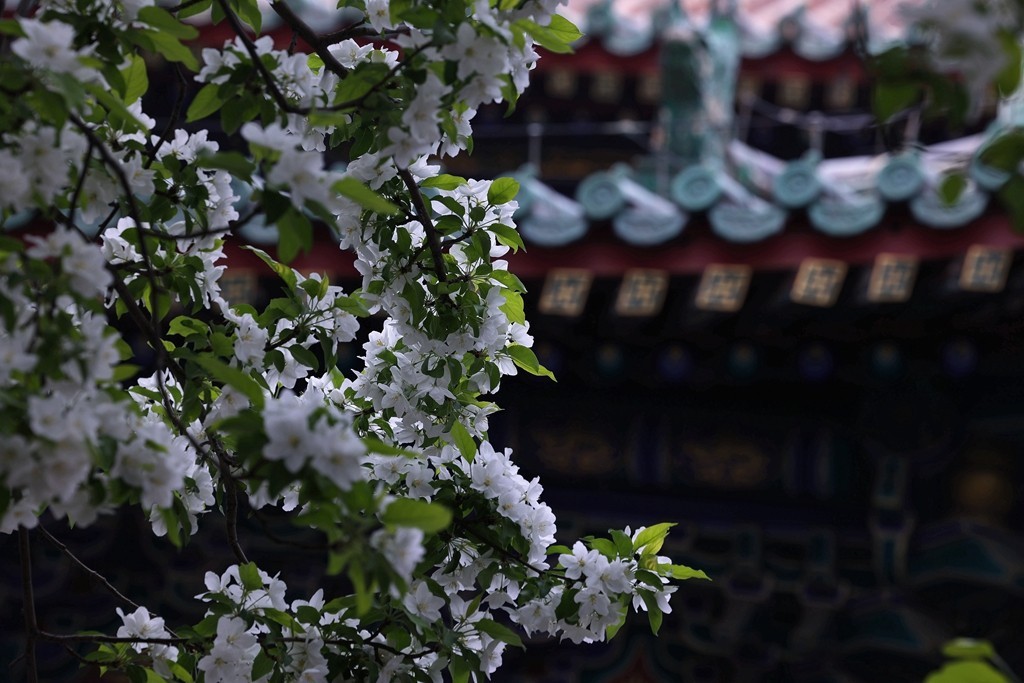 景山，北海，团城的花