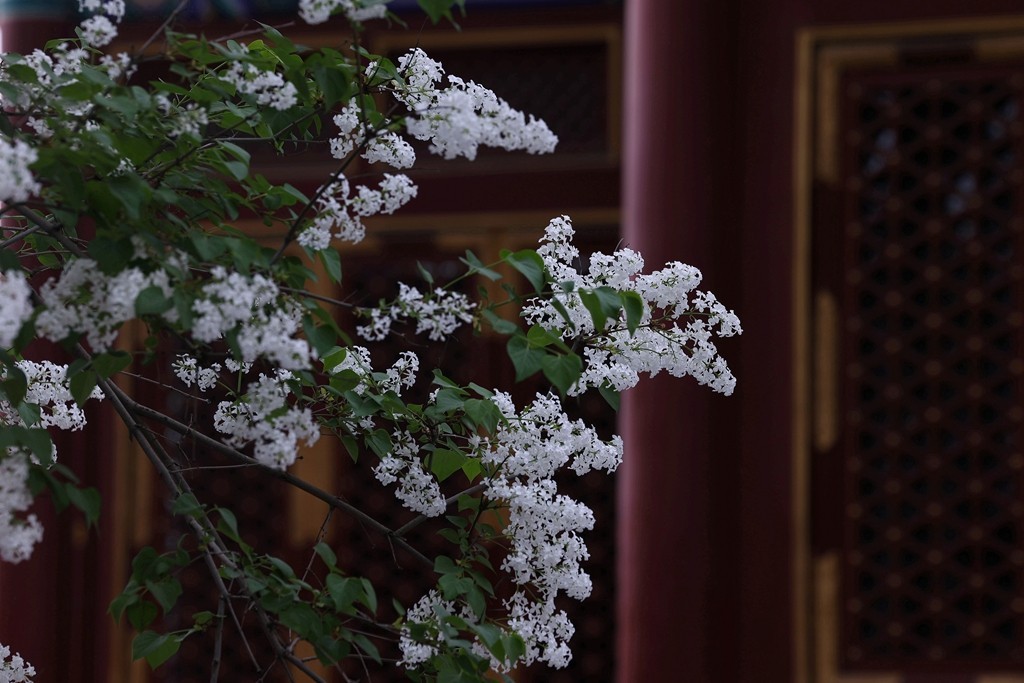 景山，北海，团城的花