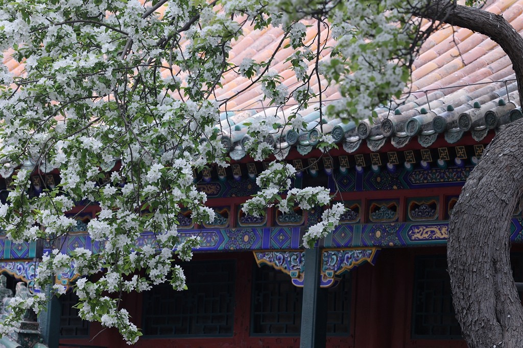 景山，北海，团城的花