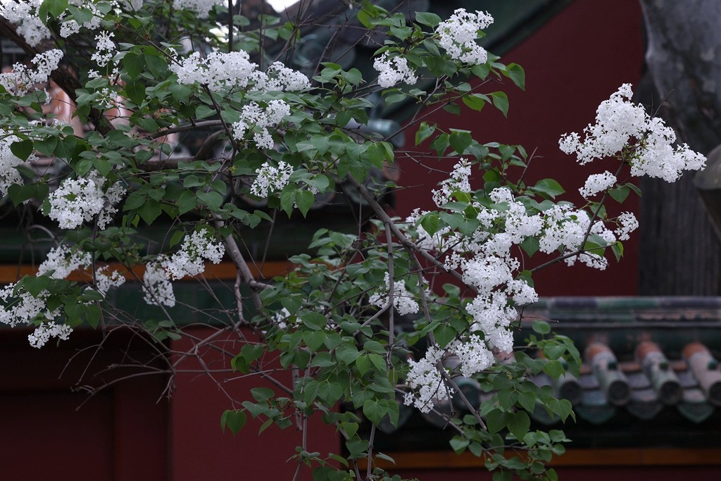 景山，北海，团城的花