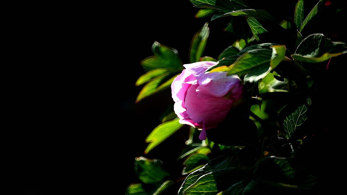 250504 ------ 牡 丹 （ 三 ）