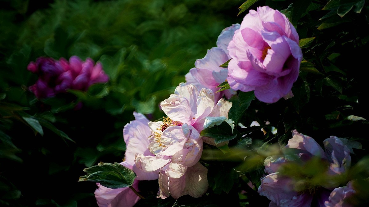 250504 ------ 牡 丹 （ 三 ）