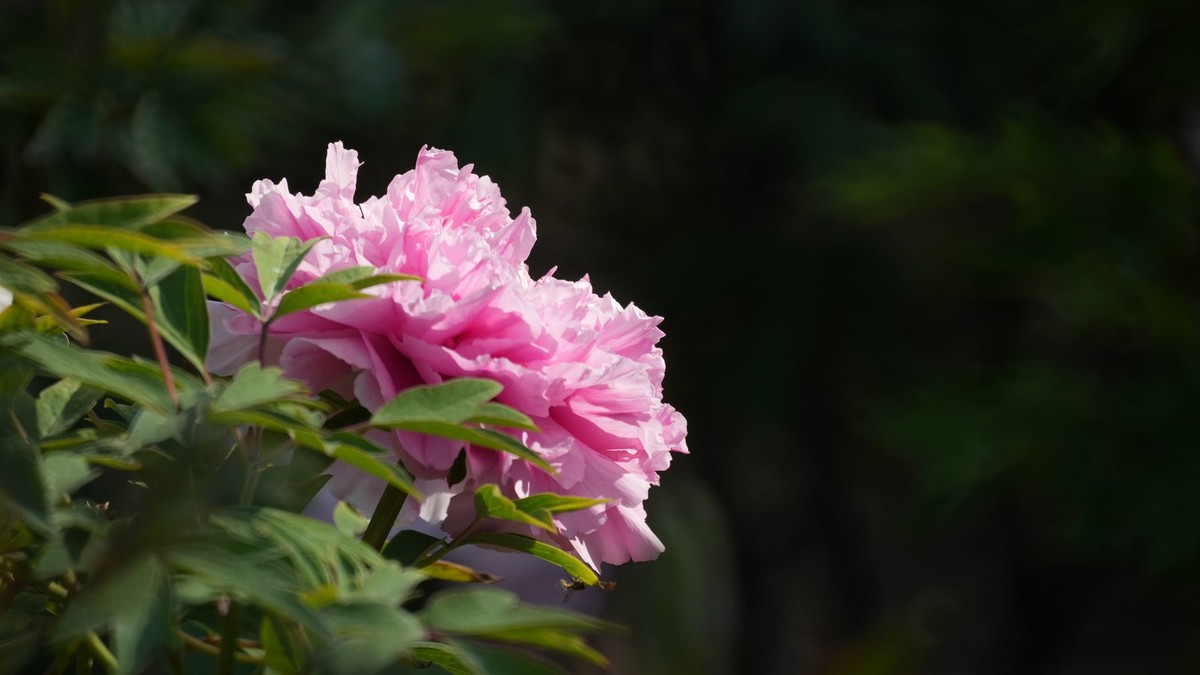 250504 ------ 牡 丹 （ 三 ）