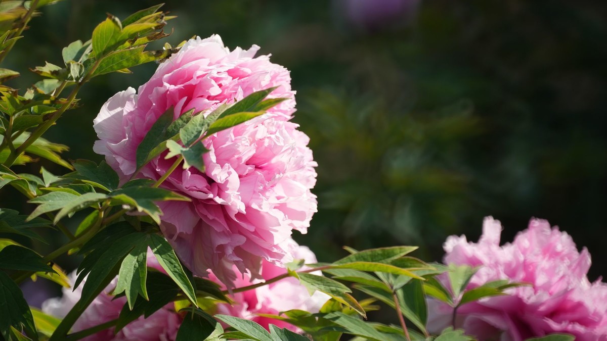 250504 ------ 牡 丹 （ 三 ）