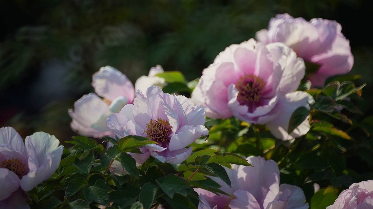 250504 ------ 牡 丹 （ 三 ）