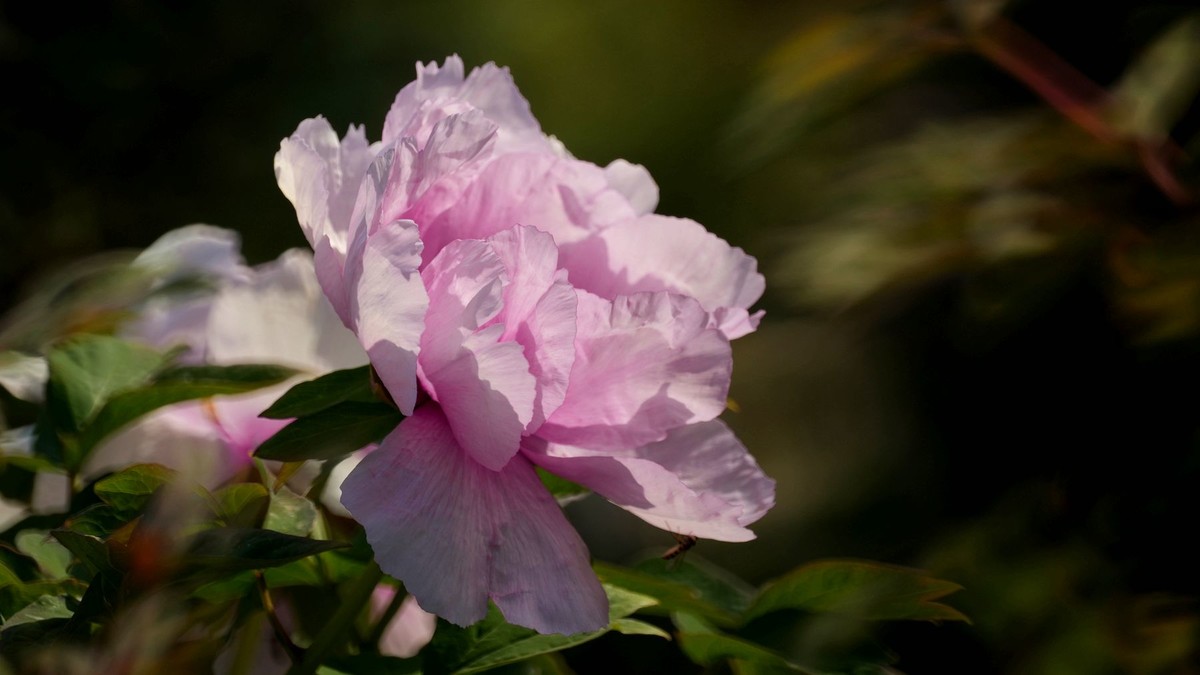 250504 ------ 牡 丹 （ 三 ）