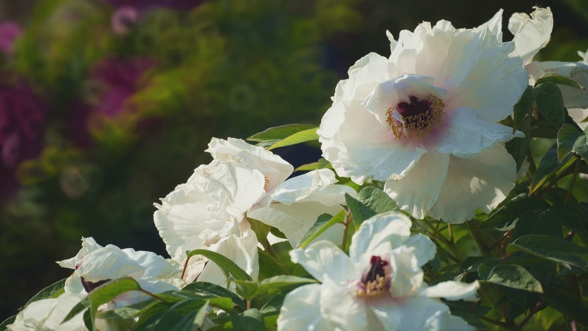 250504 ------ 牡 丹 （ 三 ）