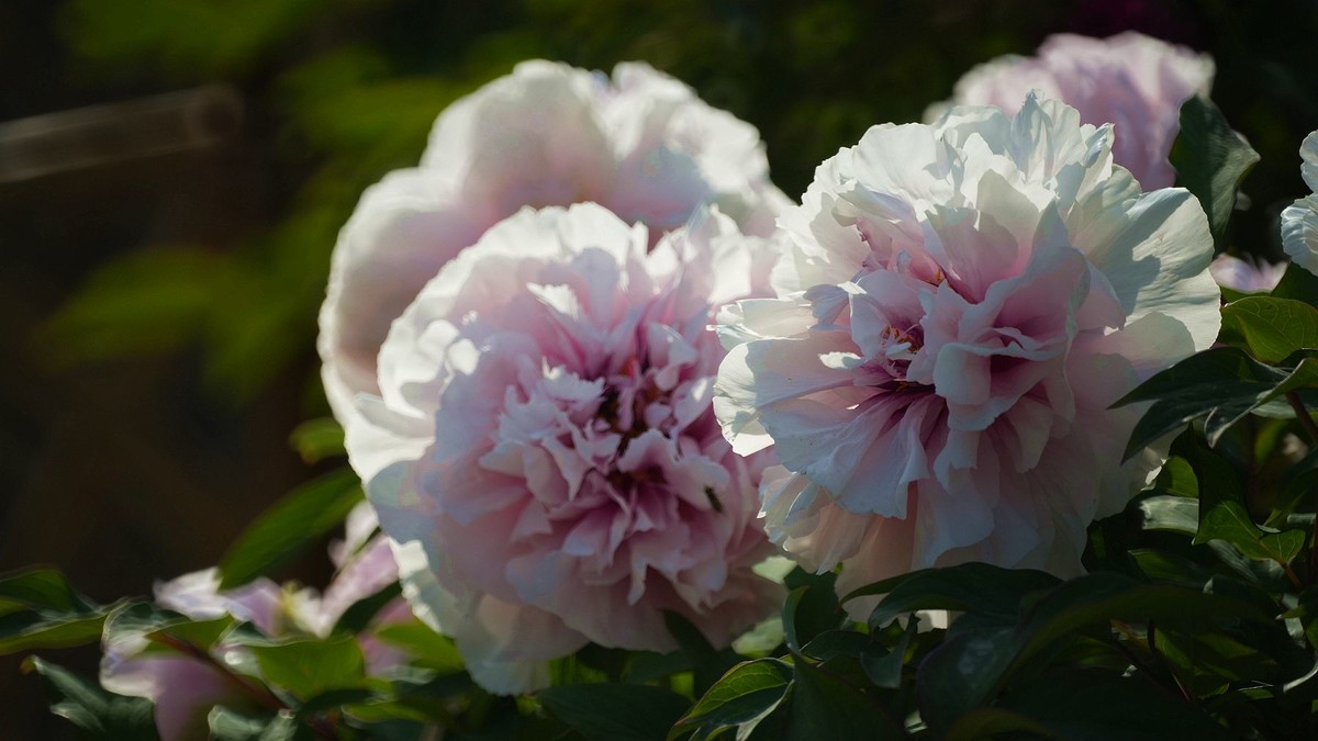 250504 ------ 牡 丹 （ 三 ）