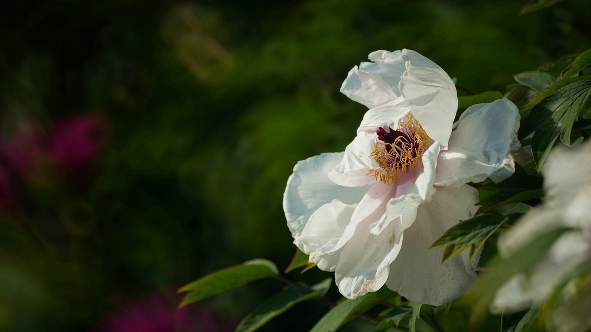 250504 ------ 牡 丹 （ 三 ）