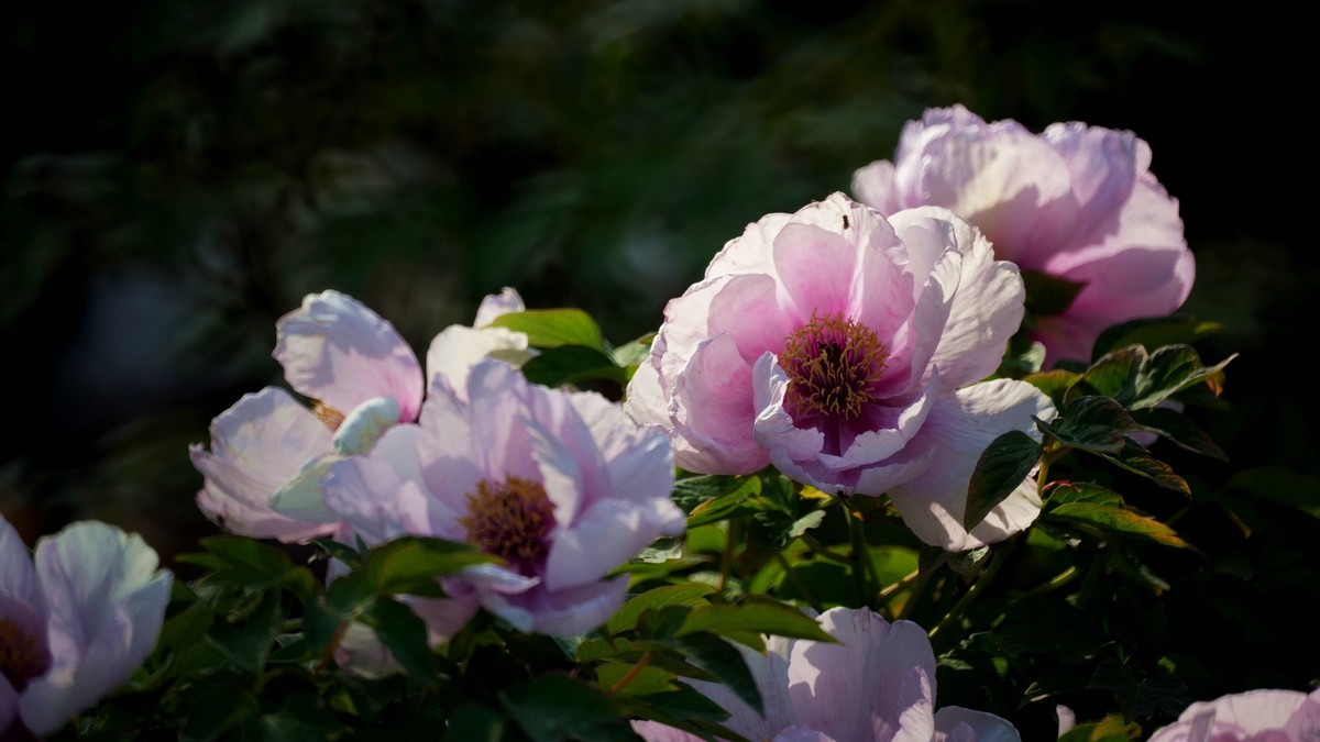 250504 ------ 牡 丹 （ 三 ）