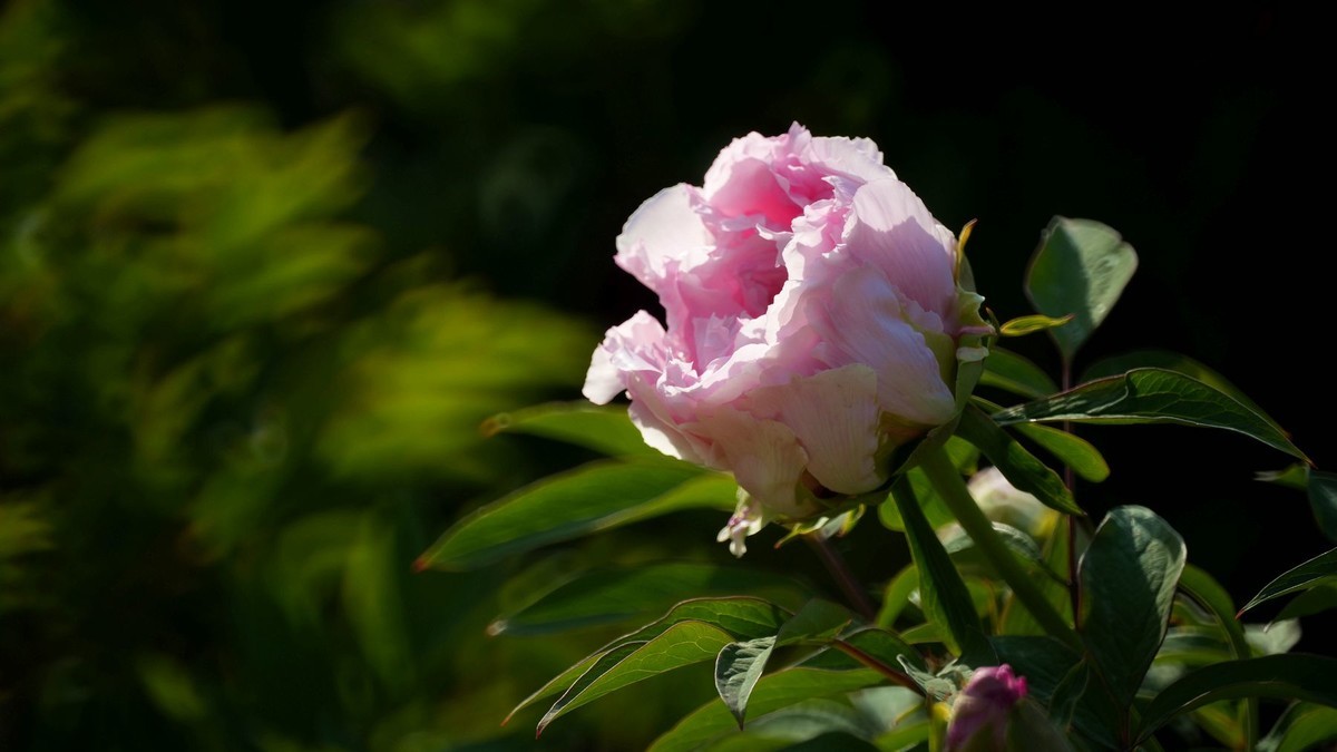 250504 ------ 牡 丹 （ 三 ）