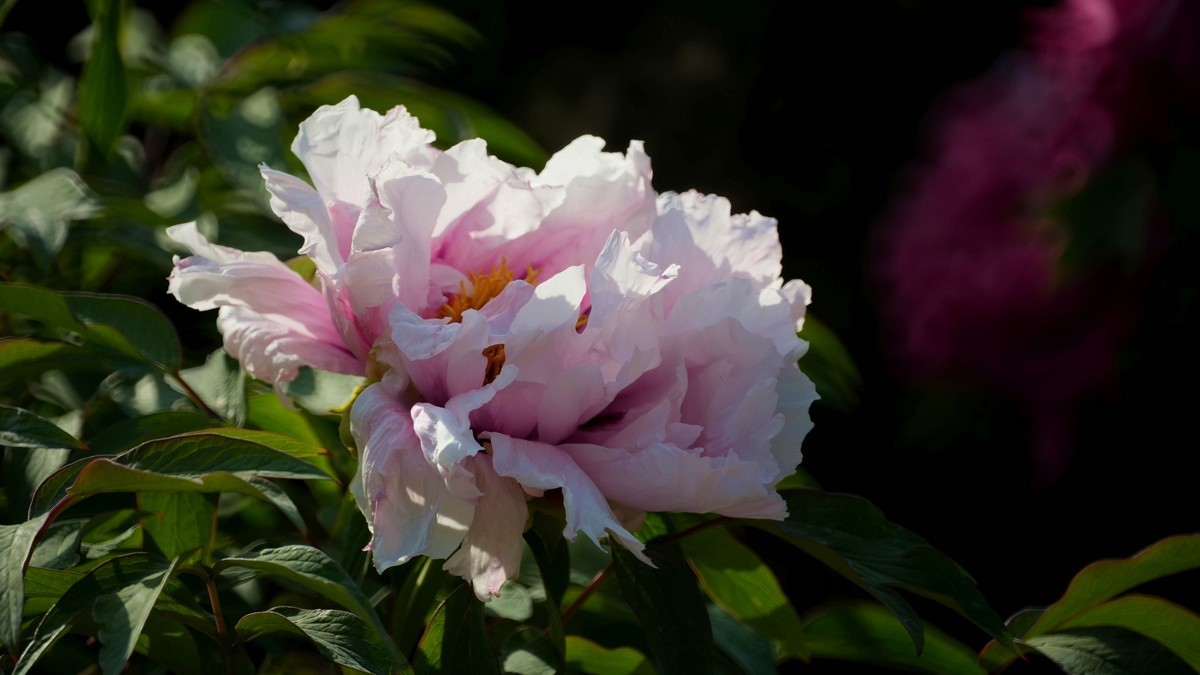 250504 ------ 牡 丹 （ 三 ）