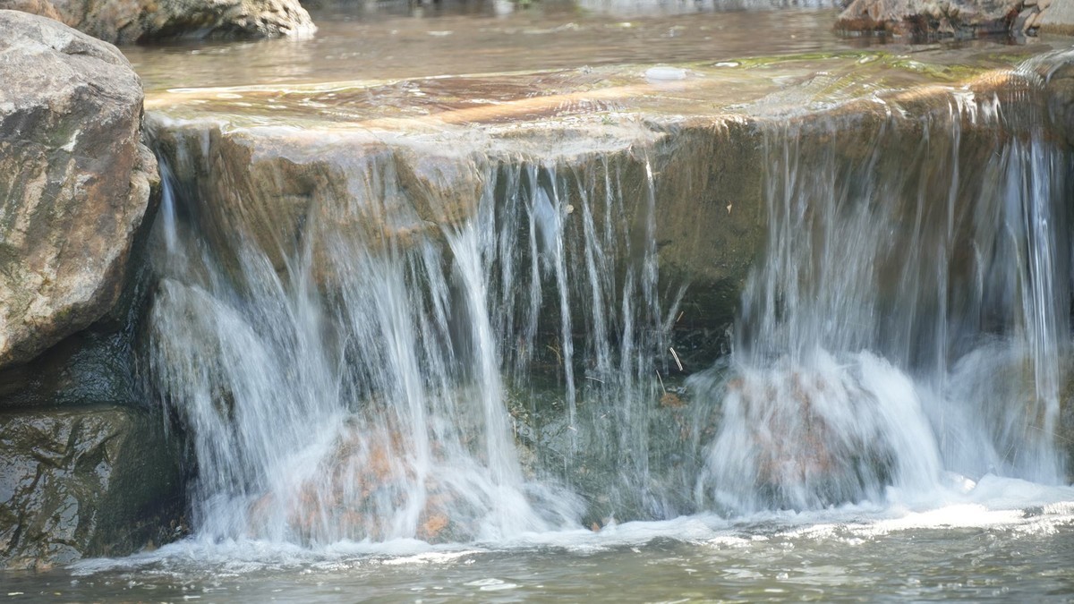 250504 ------ 牡 丹 （ 三 ）