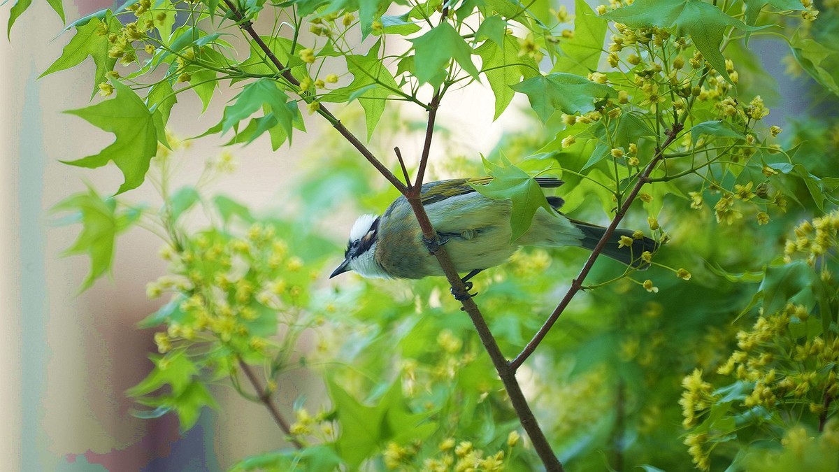 250504 ------ 牡 丹 （ 三 ）