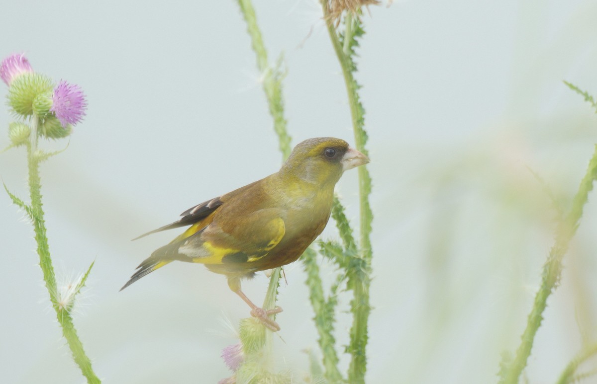 漂 亮 的 金 翅 雀