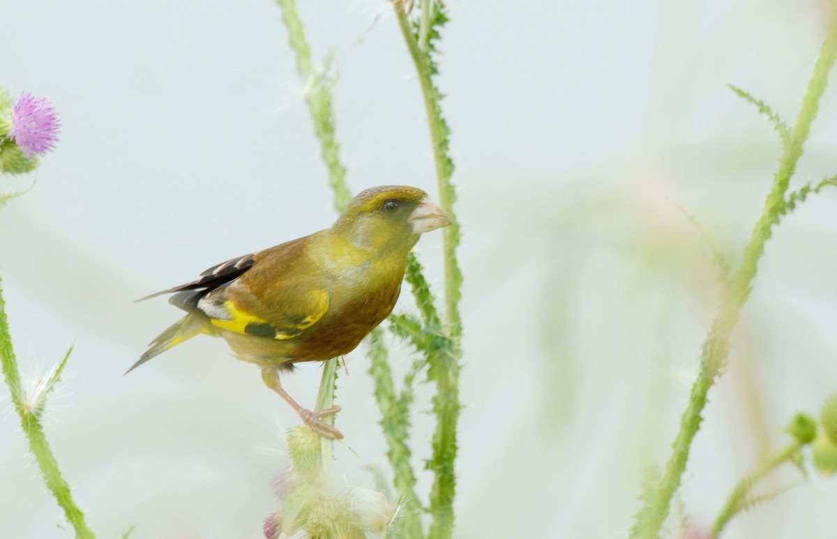 漂 亮 的 金 翅 雀