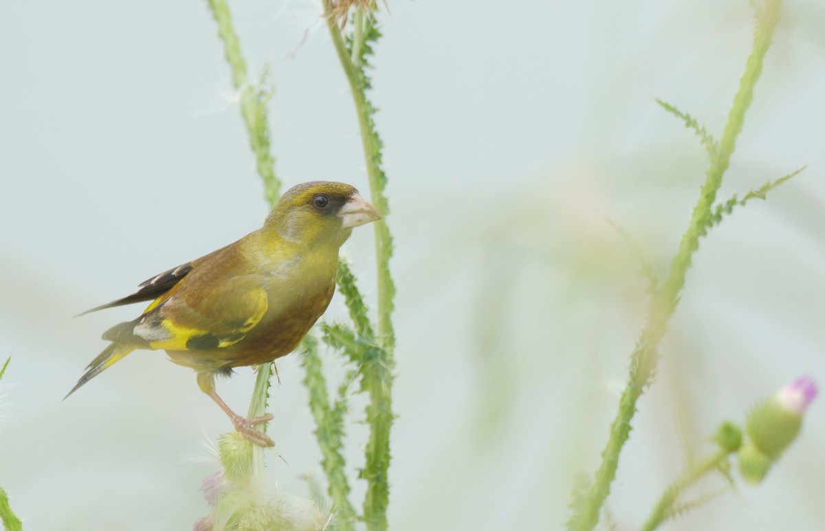 漂 亮 的 金 翅 雀