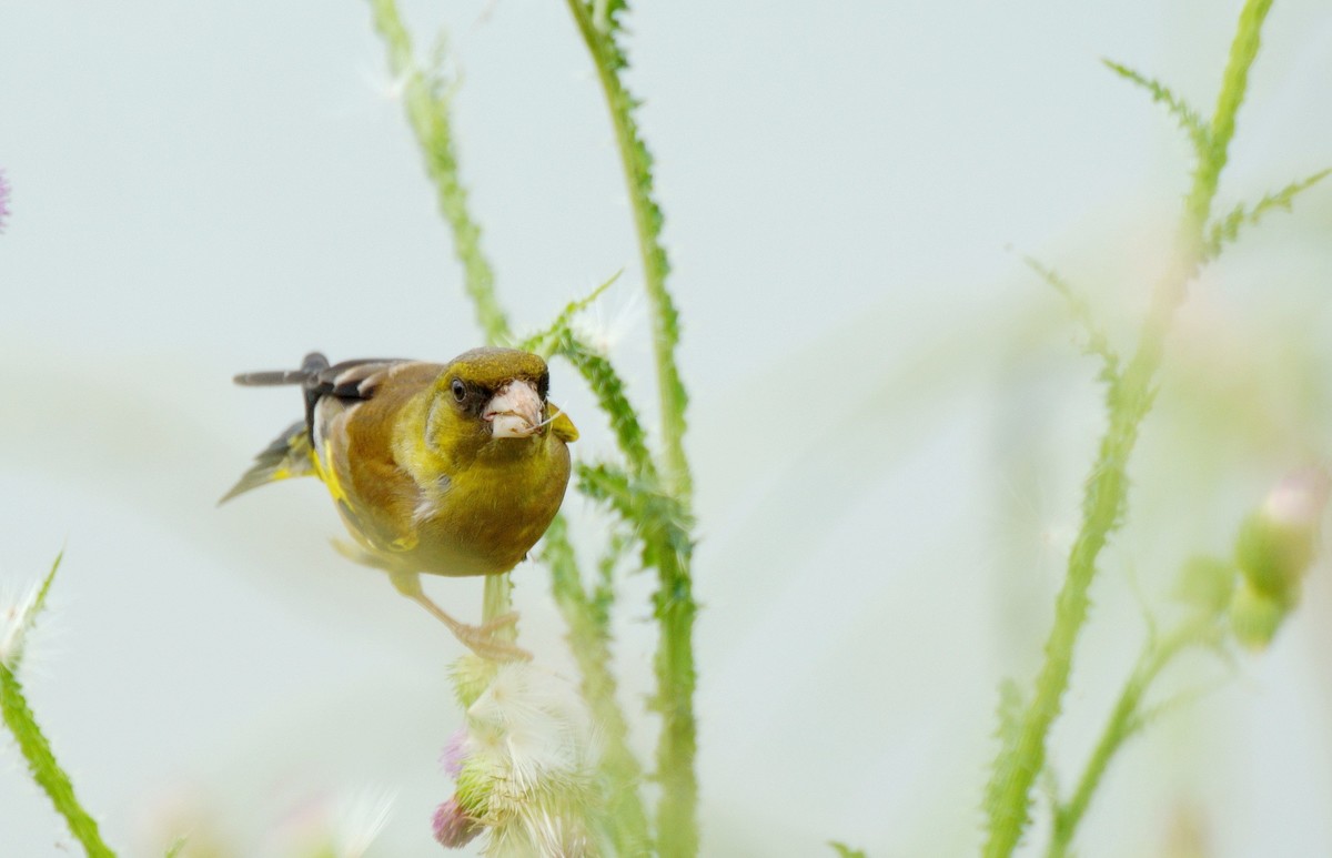 漂 亮 的 金 翅 雀