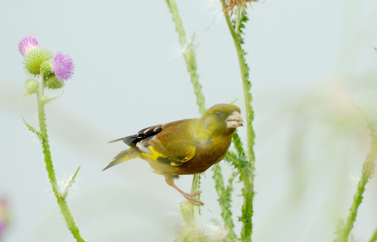 漂 亮 的 金 翅 雀