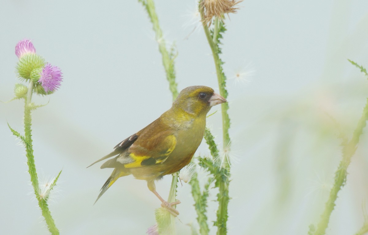 漂 亮 的 金 翅 雀