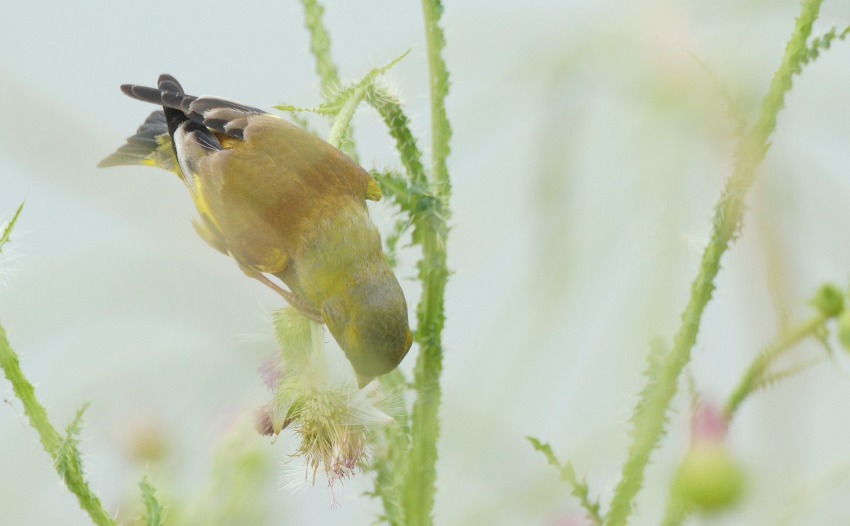 漂 亮 的 金 翅 雀
