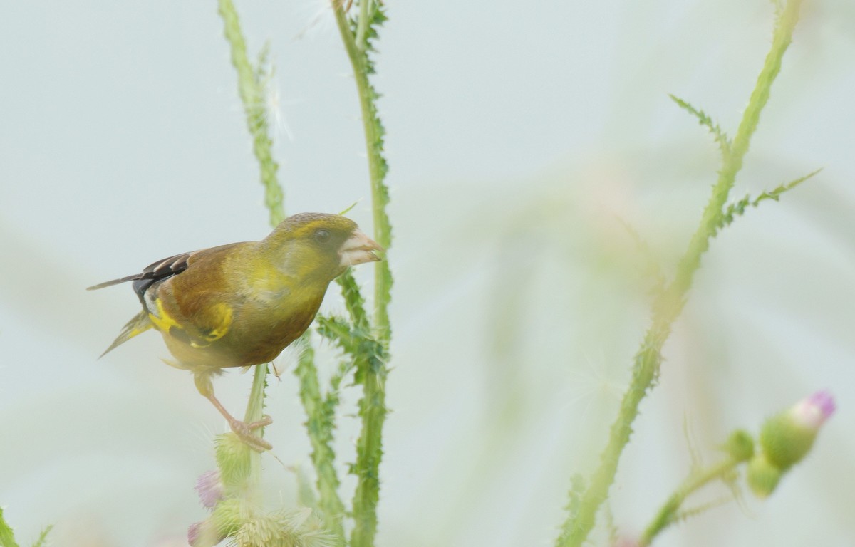 漂 亮 的 金 翅 雀