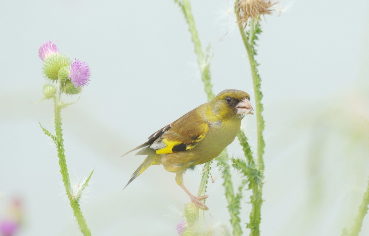 漂 亮 的 金 翅 雀