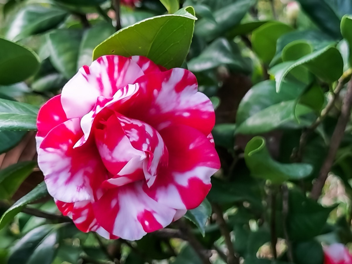 茶花