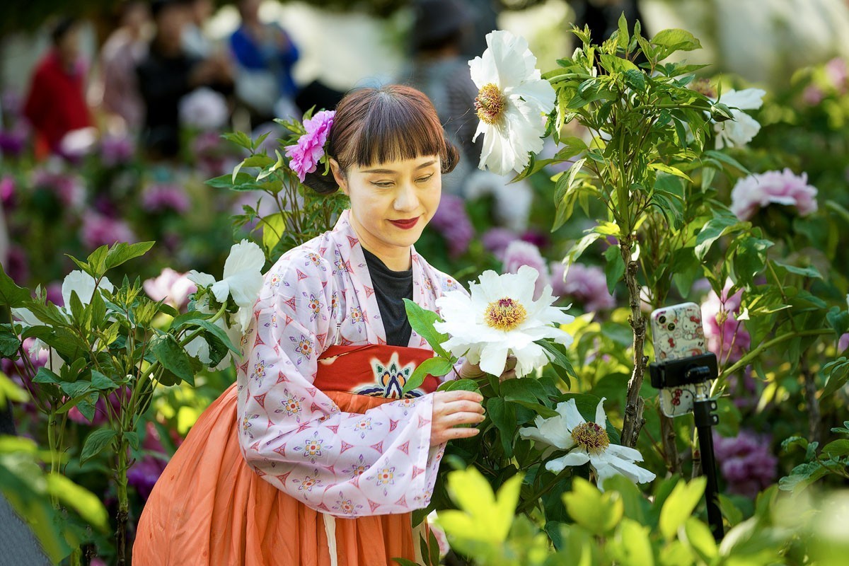 牡丹花开（四）