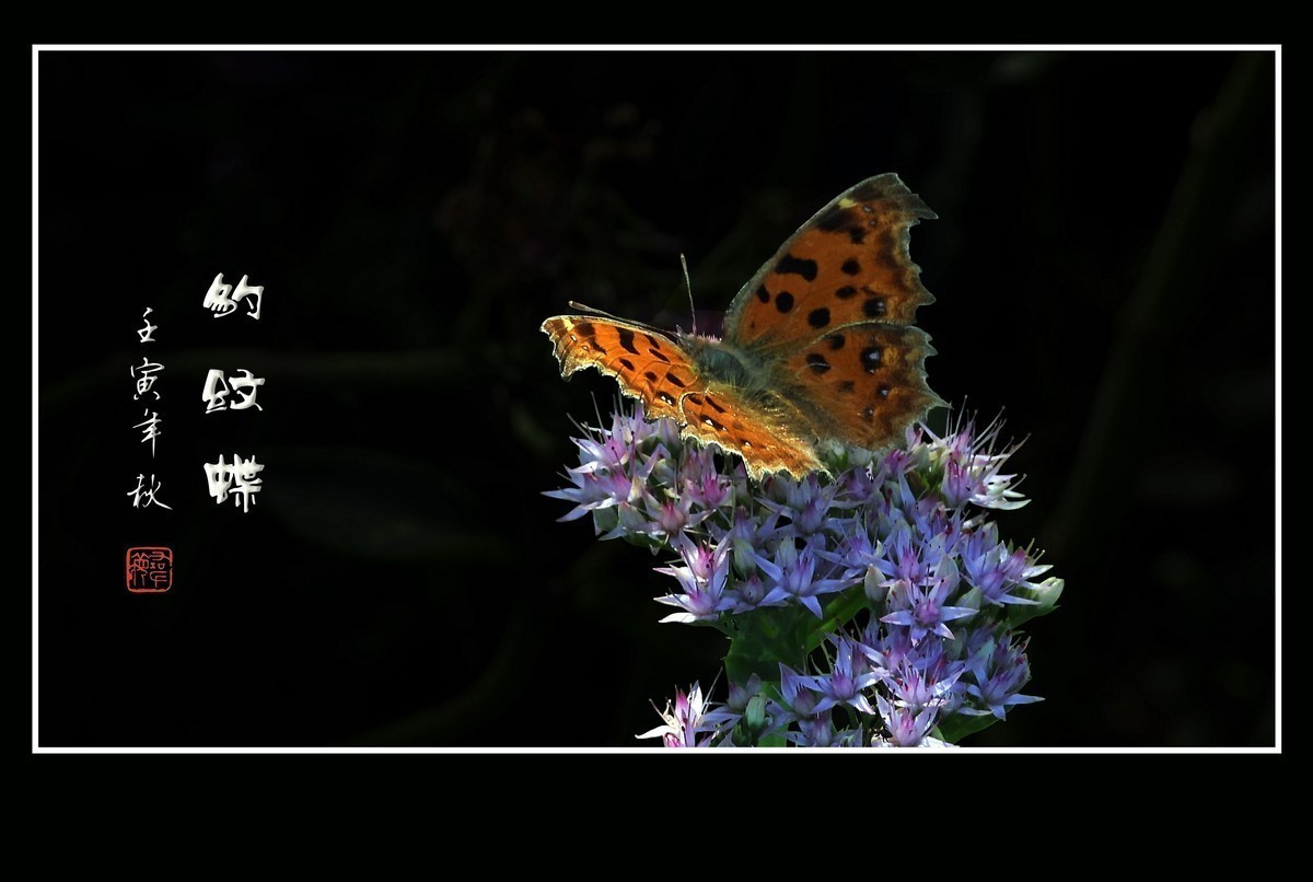 #版主坐堂#小五星空(中国)2022年9月精品荟萃