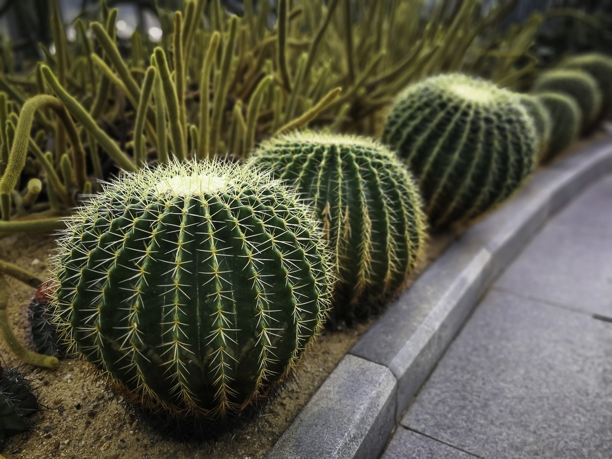 深圳仙湖植物园～ 掠影