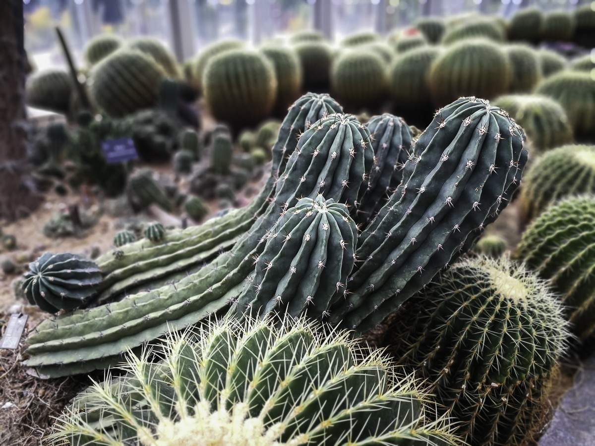 深圳仙湖植物园～ 掠影