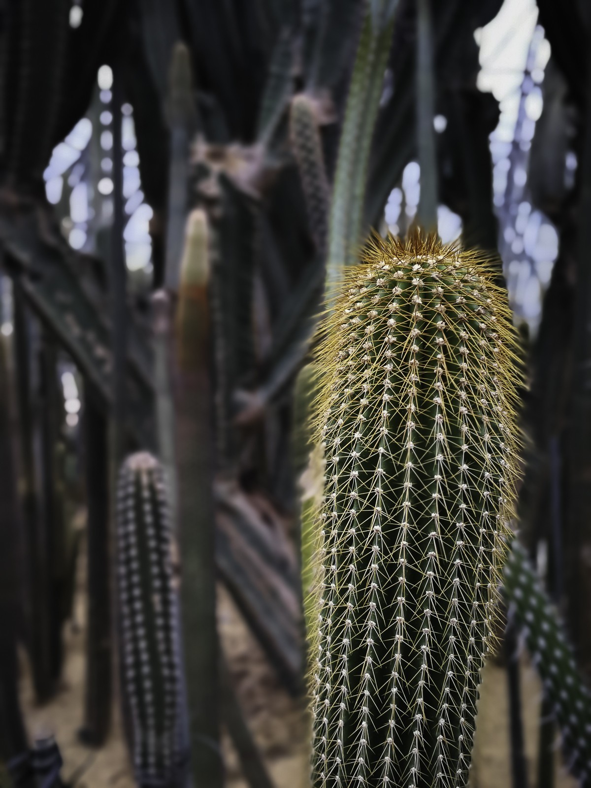 深圳仙湖植物园～ 掠影