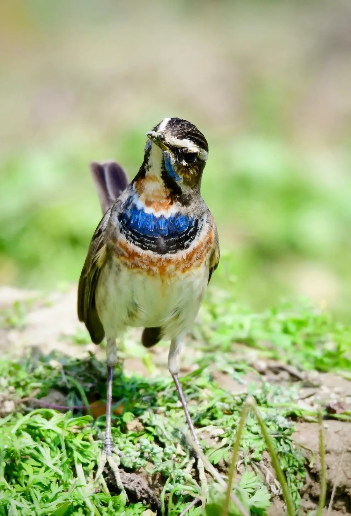 蓝喉歌鸲--连拍