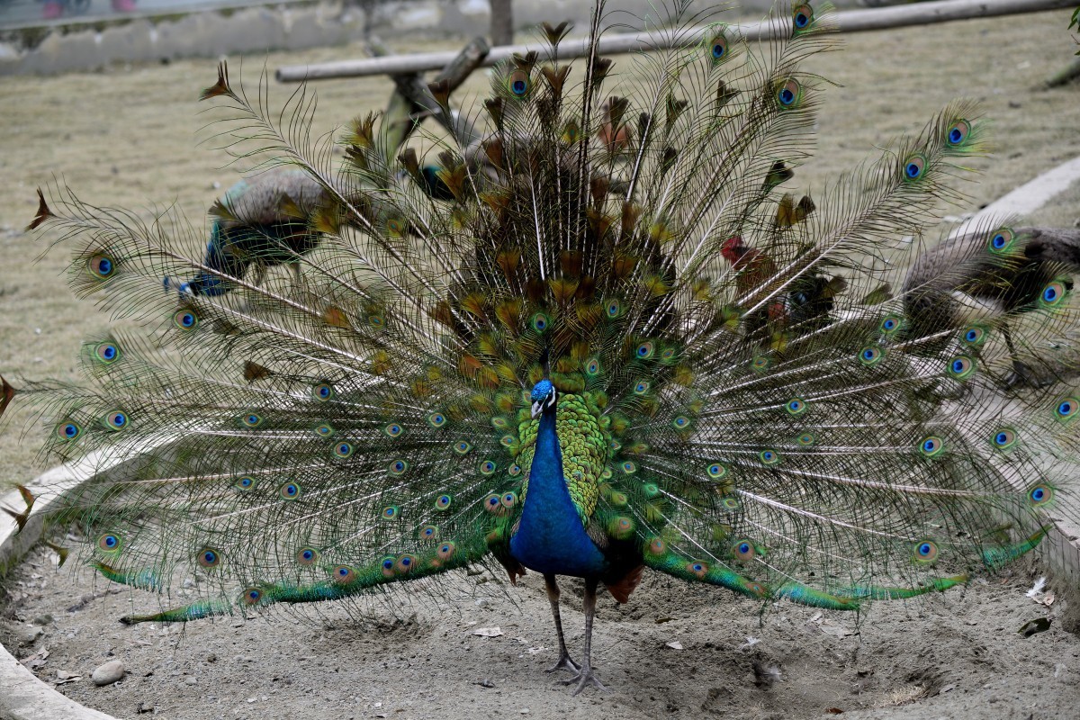 漫游成都动物园（8）