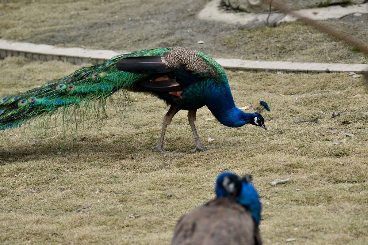 漫游成都动物园（8）