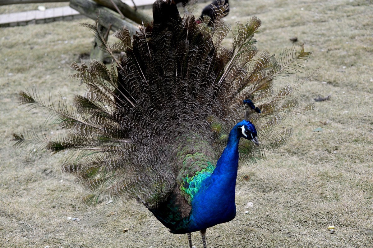 漫游成都动物园（8）