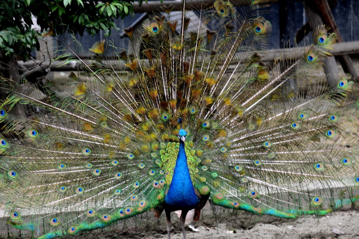 漫游成都动物园（8）