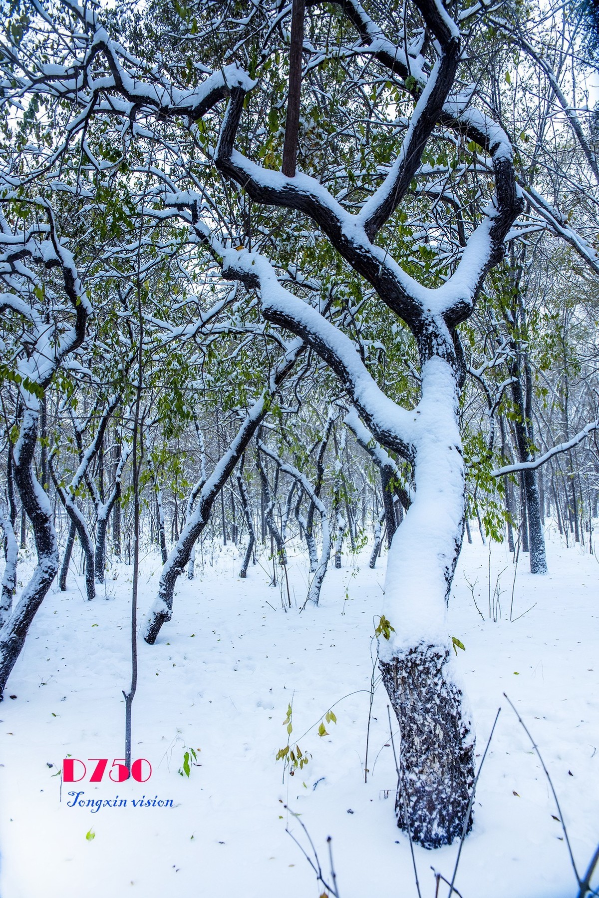 入冬塞北第一場雪7