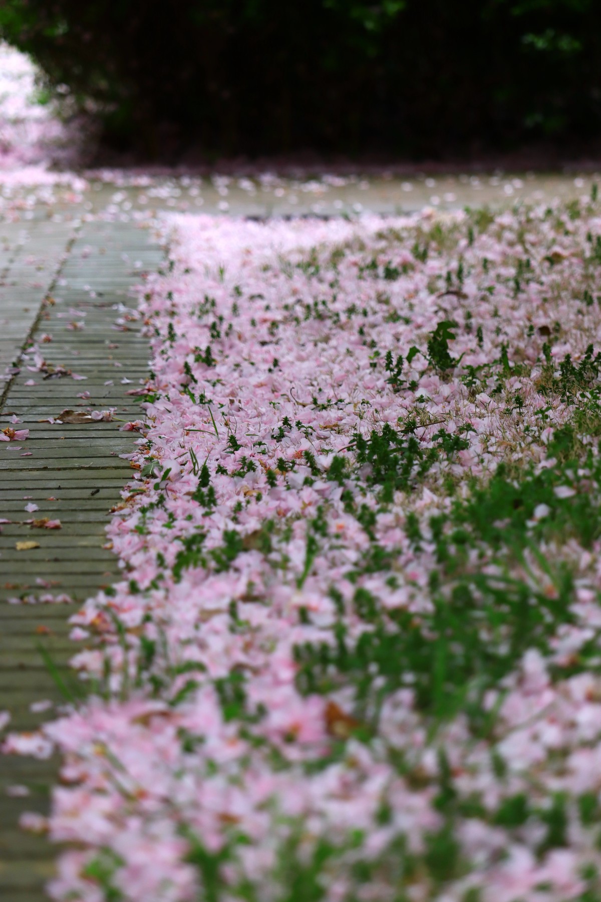 落“樱”缤纷之落红不是无情物