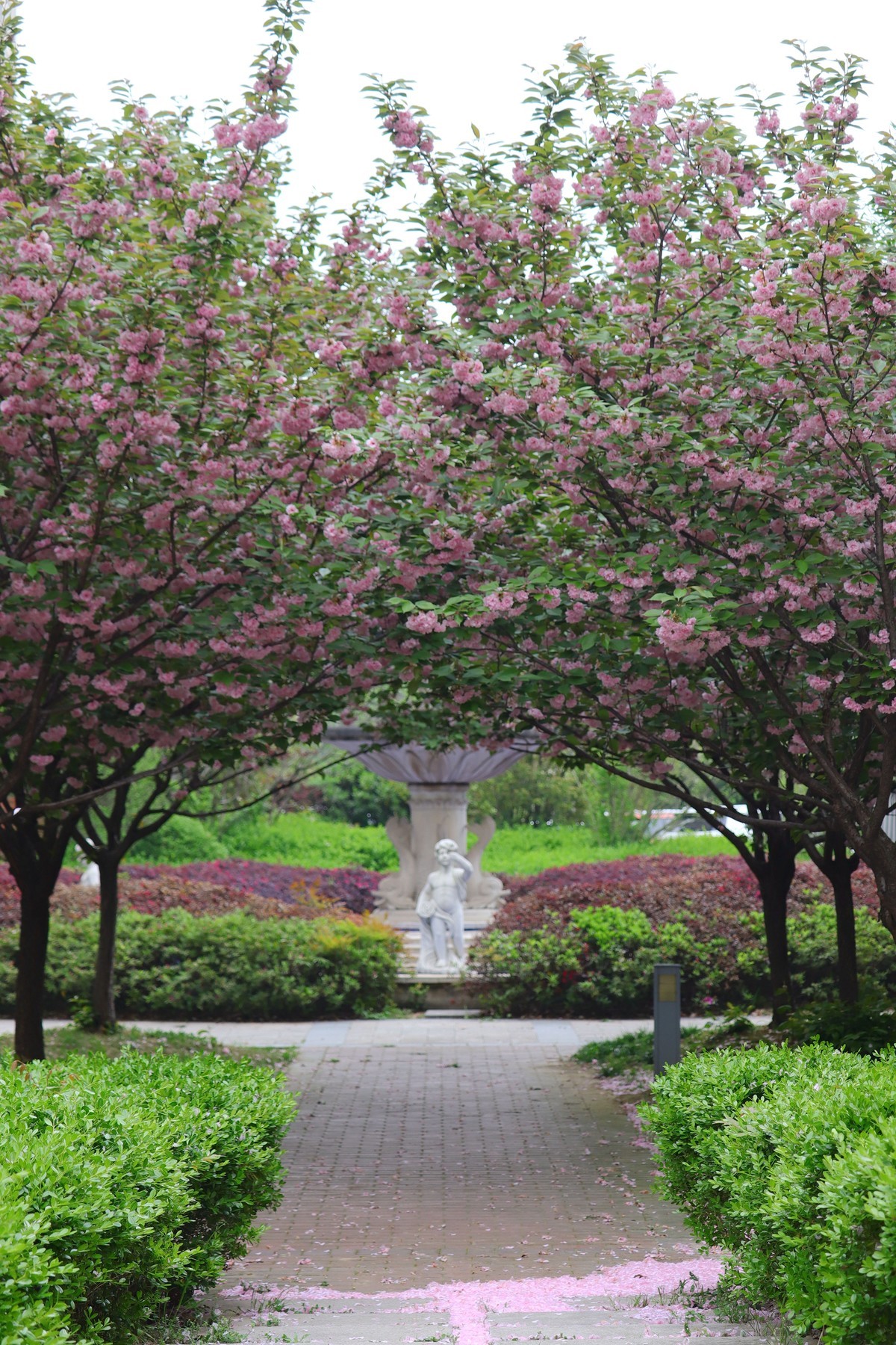 落“樱”缤纷之落红不是无情物