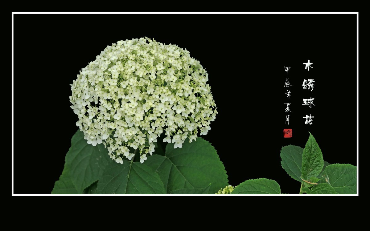 风吹绿叶拂玉珠，枝头摇曳花绣球