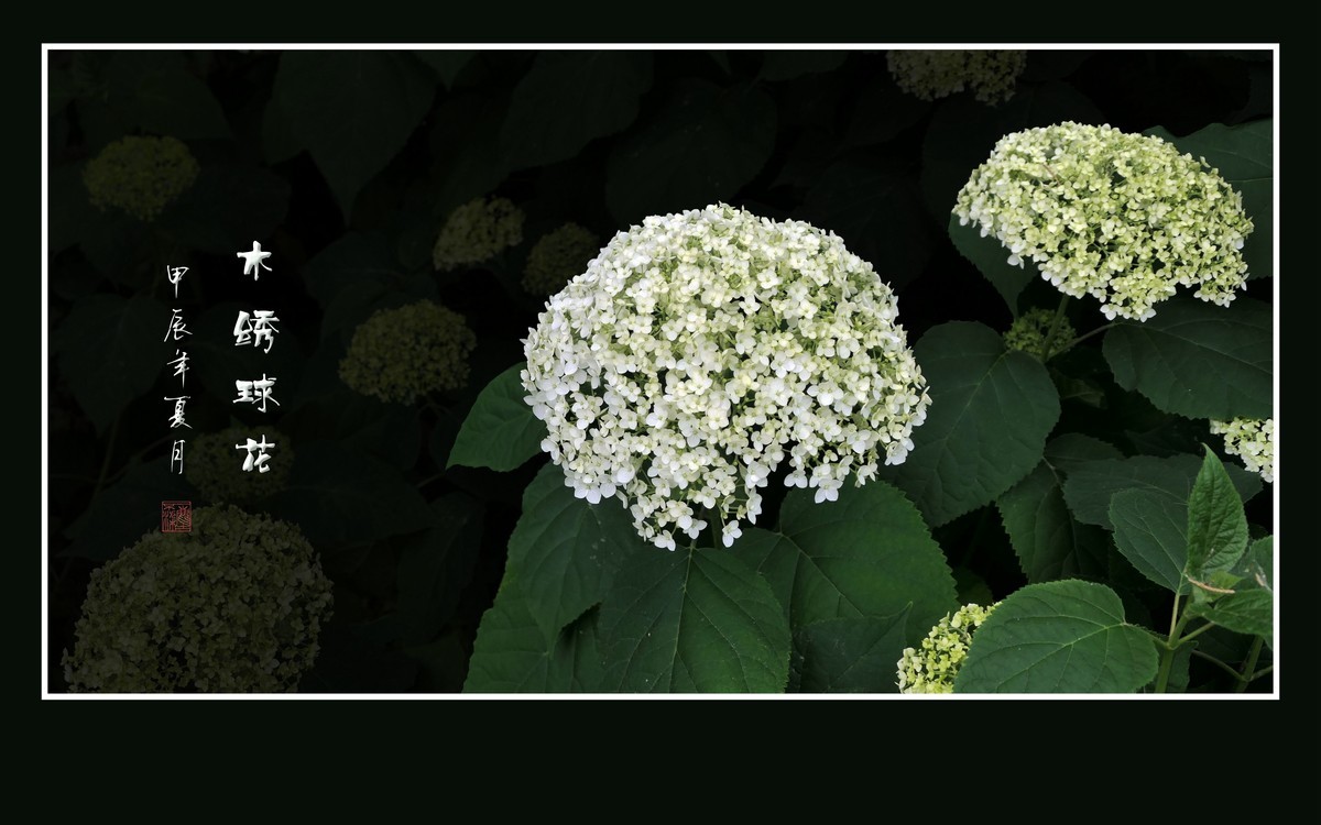 风吹绿叶拂玉珠，枝头摇曳花绣球