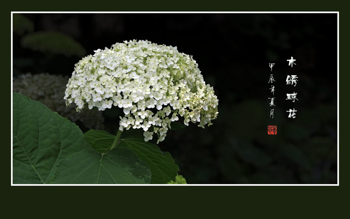 风吹绿叶拂玉珠，枝头摇曳花绣球