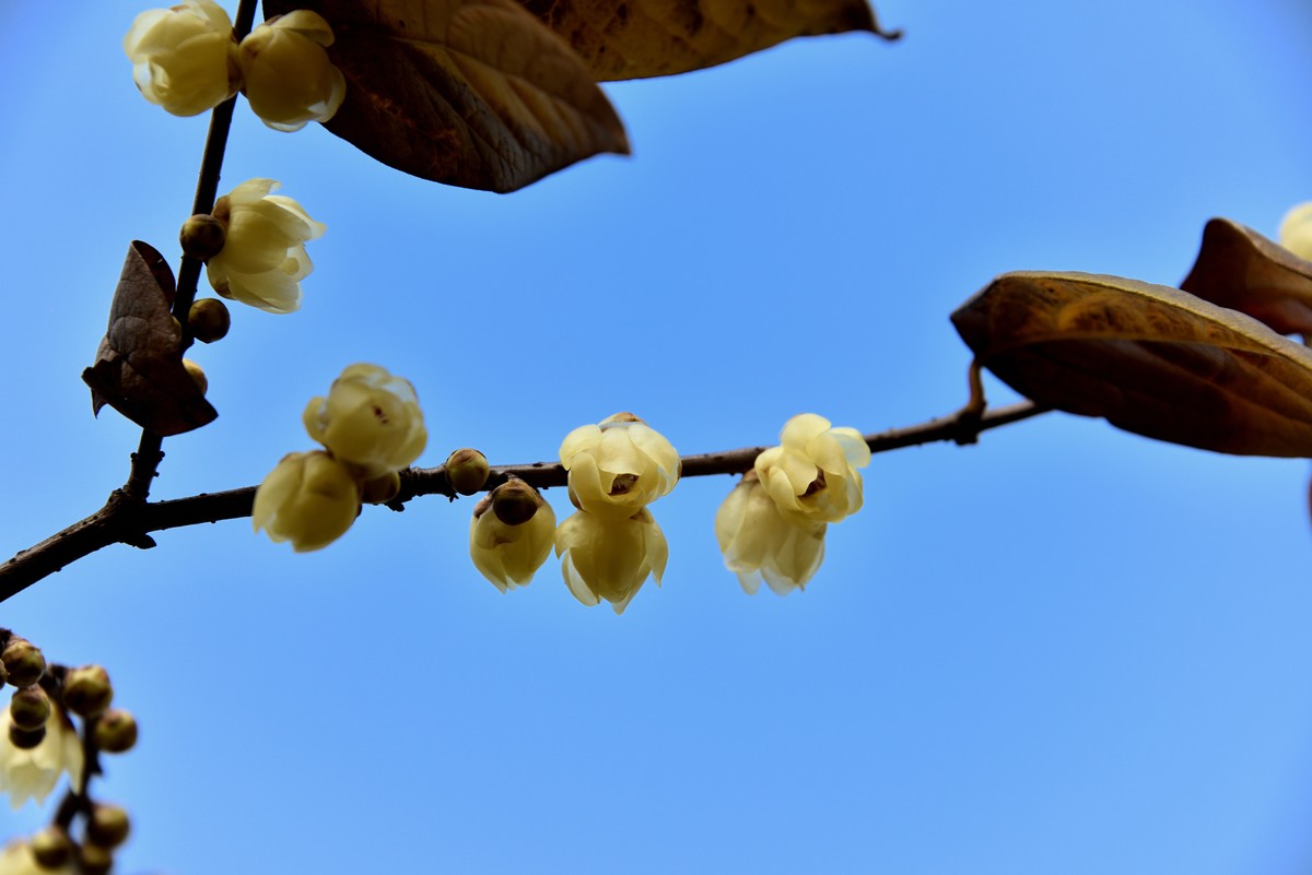 塔子山公园赏梅【4】