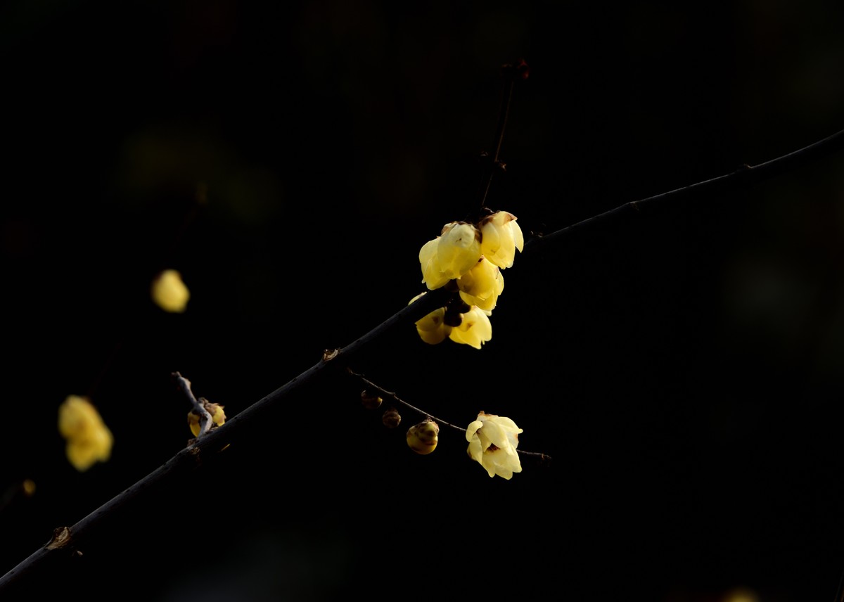 塔子山公园赏梅【4】