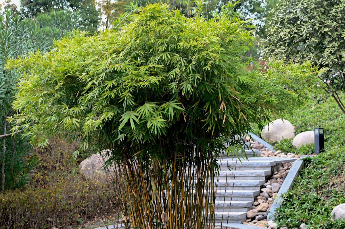 庐州印象（412）紫云山公园